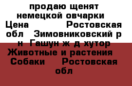 продаю щенят немецкой овчарки › Цена ­ 4 000 - Ростовская обл., Зимовниковский р-н, Гашун ж/д хутор Животные и растения » Собаки   . Ростовская обл.